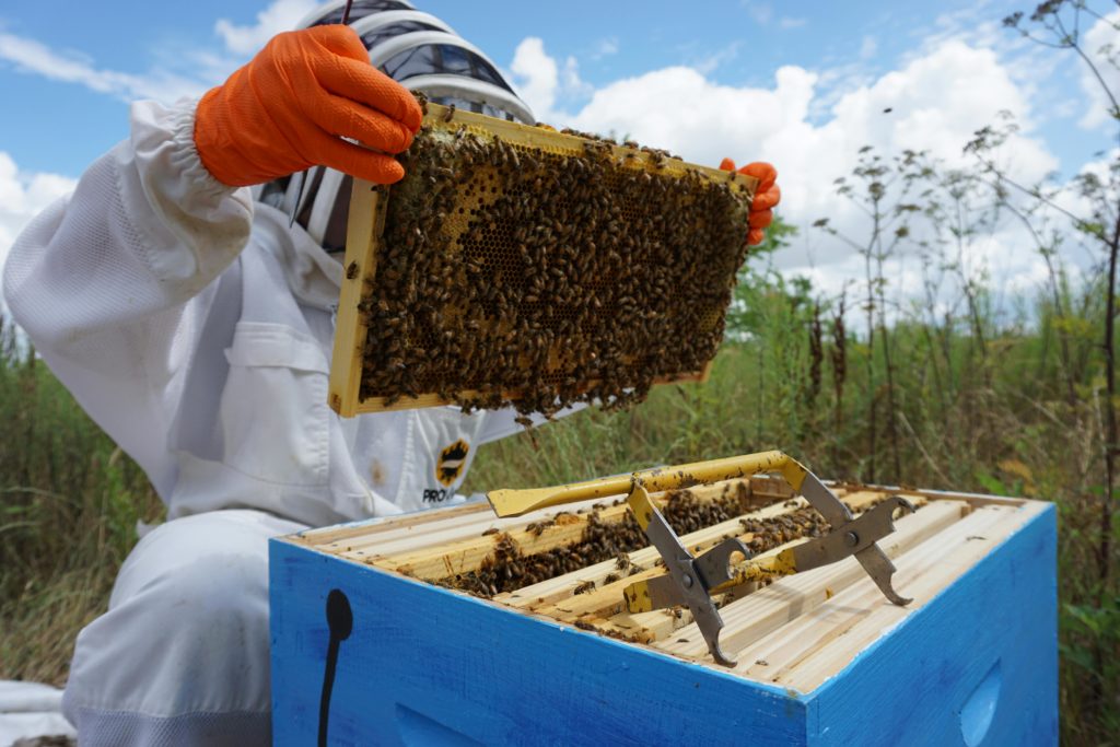 Apiculteur abeilles et miel